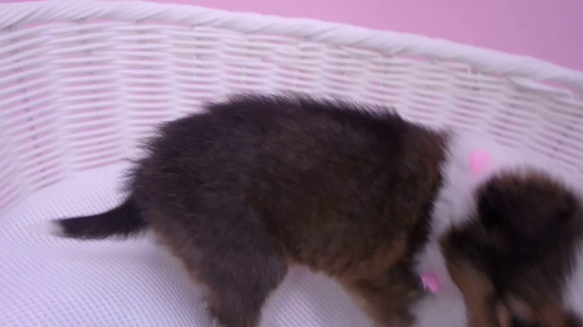 321274  シェットランドシープドッグ