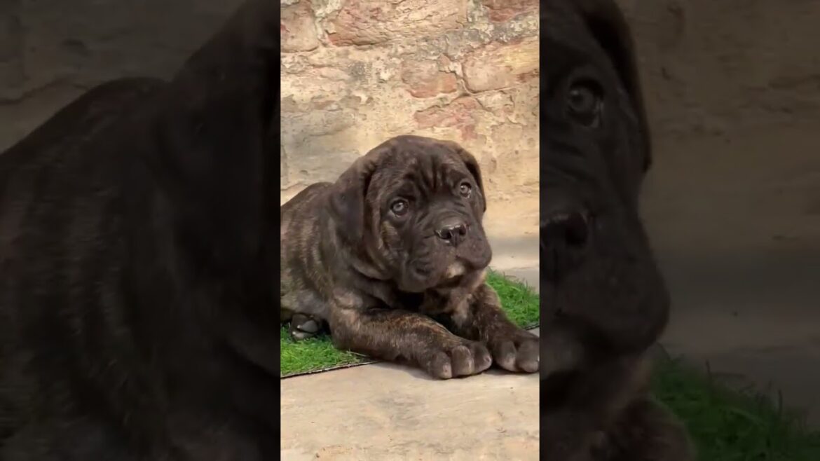 CANE corso puppies available ❤️ #canecorso #puppies #doglover @MALWABLOCK92