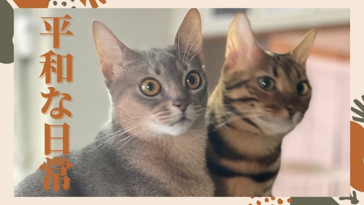 猫と娘の平和な日常（ベンガル猫とアビシニアン）BEST FUNNY CATS&KITTENS