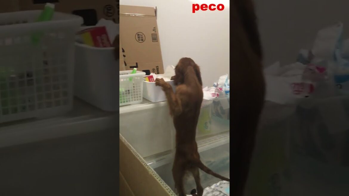 ちっちゃな怪獣・パピーサウルス #shorts （Small monster・Puppy saurus）  アイリッシュセター（アイリッシュセッター） Irish Setter