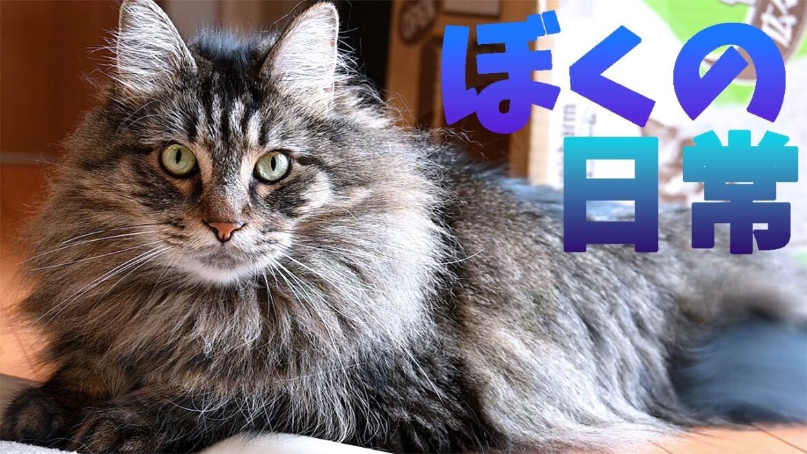 間に入って甘えるのが好きなメインクーン！メインクーンの後をついてまわるラグドールとサイベリアン！