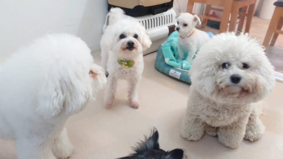 ビションフリーゼの集い　🐶ひみつきちなう！②🐶  2023年2月4日