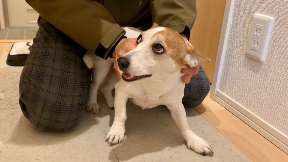 飼い主を見送りする時と出迎える時のテンションが全く違う犬　Mira Jack Russell Terrier