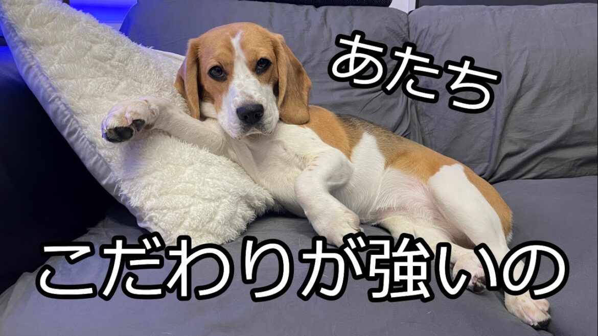お留守番中のビーグルの行動が気になったので検証してみた お留守番中のビーグルの行動が気になったので検証してみた