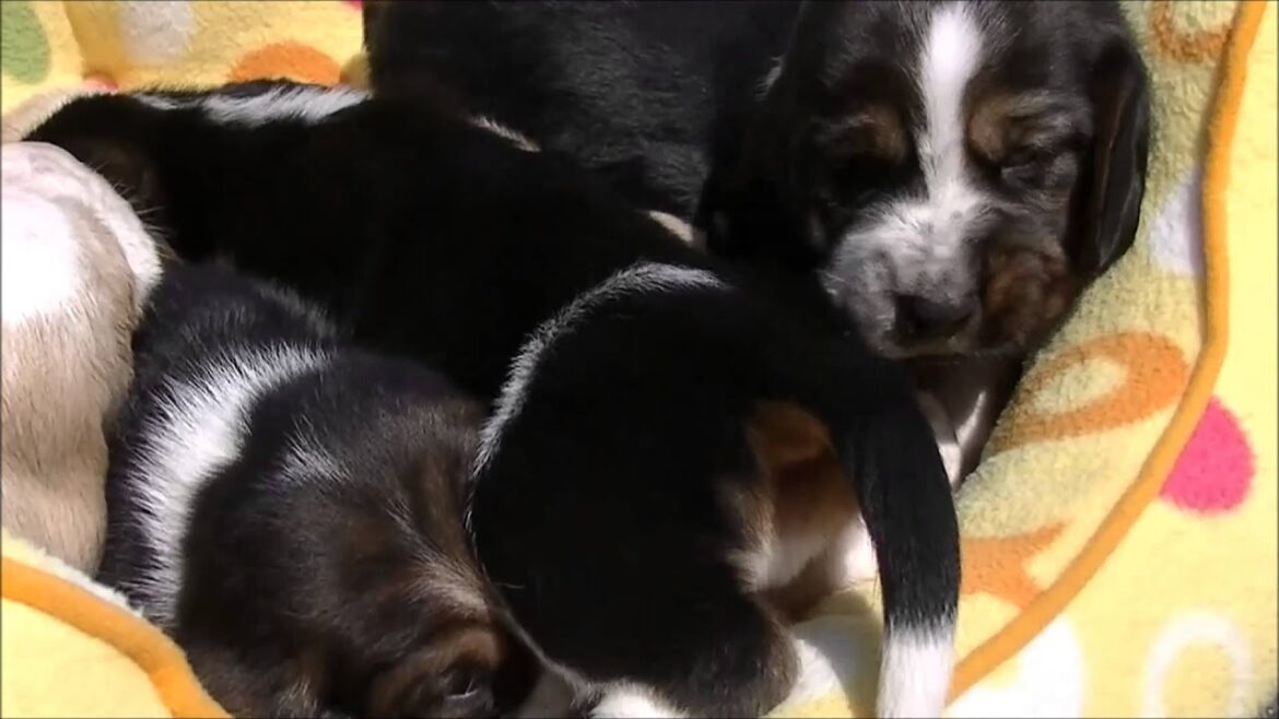 2/27生まれのバセットハウンド