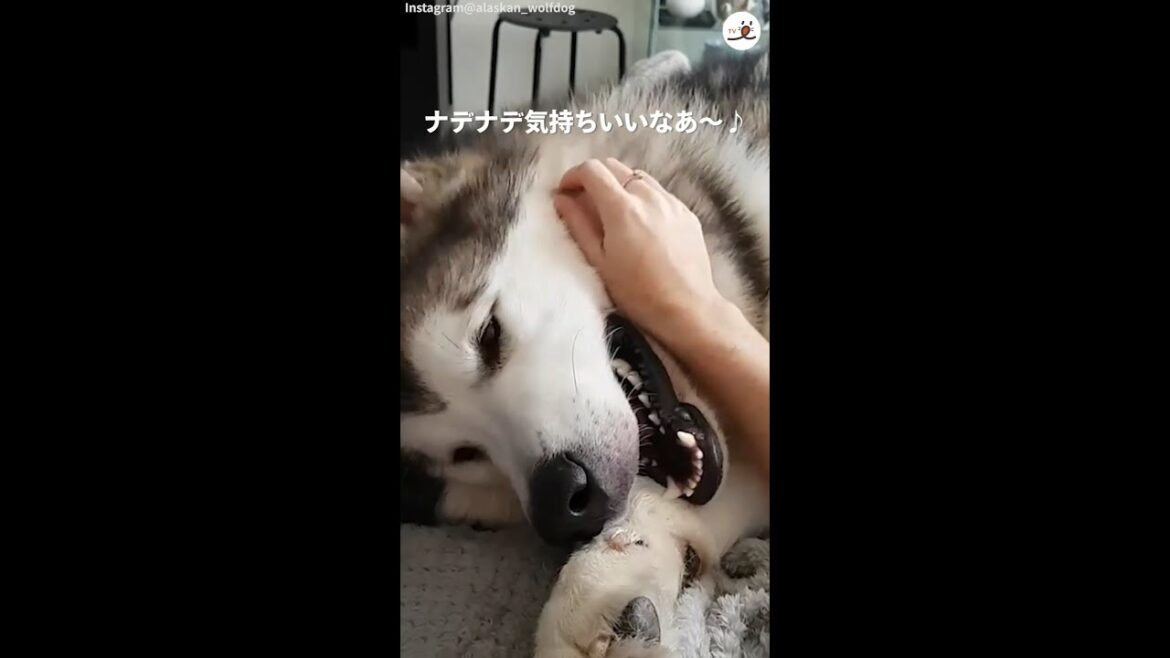 大きくても甘えたいのです！ 飼い主さんにベタベタなマラミュートがカワイイ♡ #Shorts