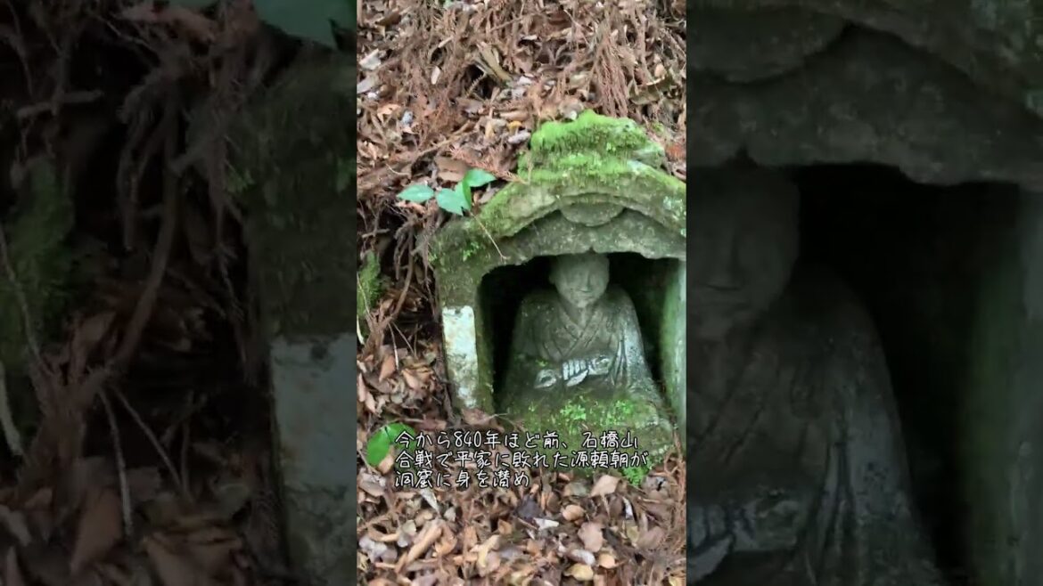 犬連れ湯河原旅行 源頼朝が隠れた しとどの窟 【日本スピッツ】 #shorts