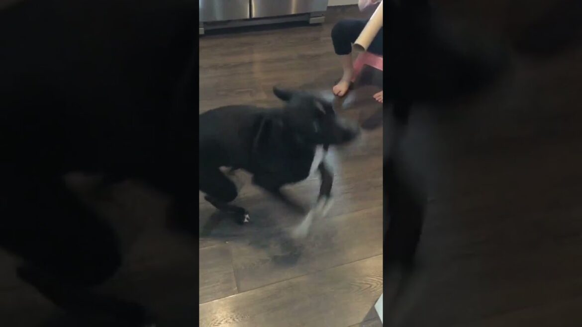 吠える娘とへんなジャンプをする犬＃staffymix　＃スタッフォードシャーテリアミックス　#shorts