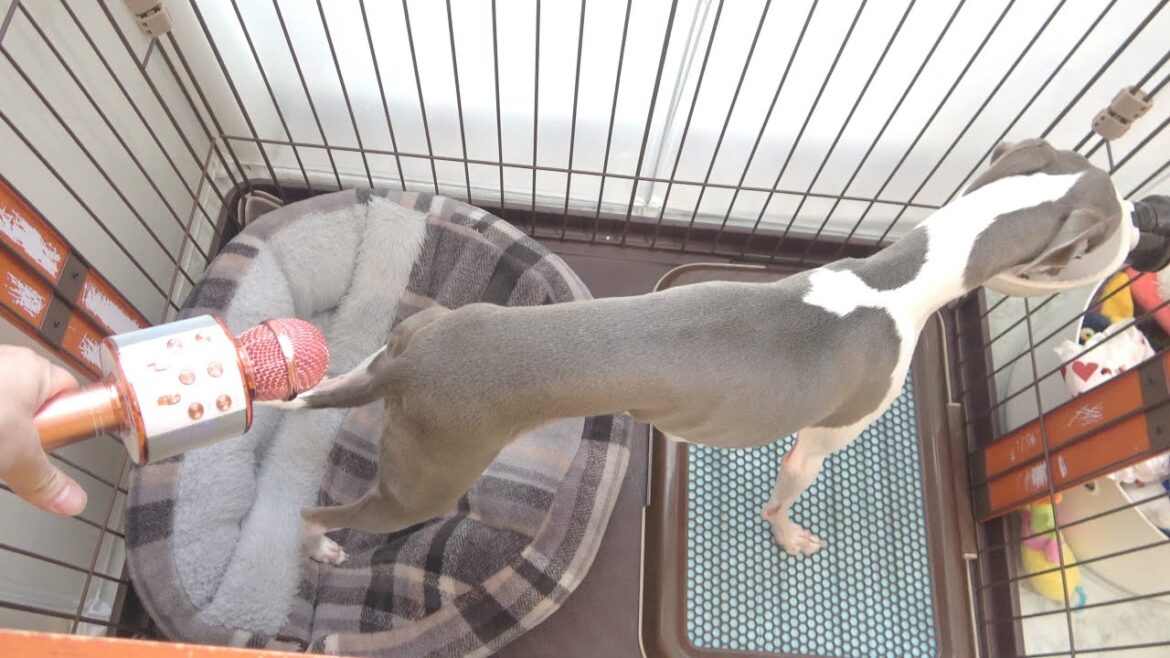 愛犬のオナラの音を聞いてみたい！【イタグレ】