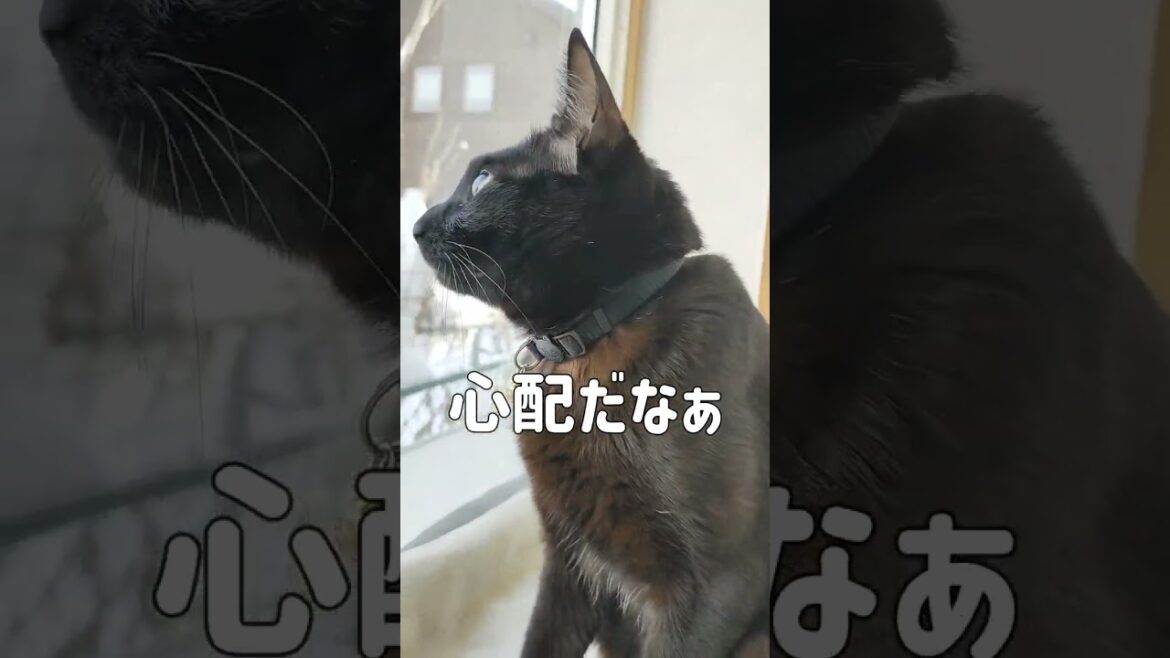 【黒猫Vlog212】降雪量が多くて色々心配な猫 Cat worried about various things due to heavy snowfall  #Blackcat #bombay