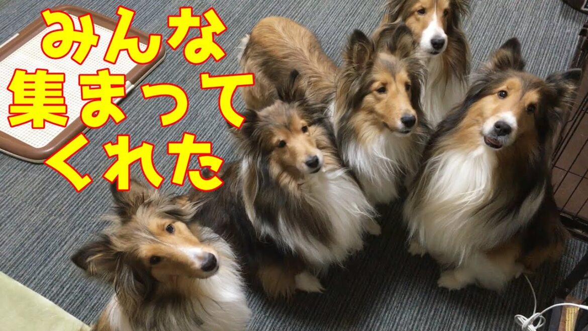 【シェルティ】みんな集まってくれた💕【おりこうさん】
