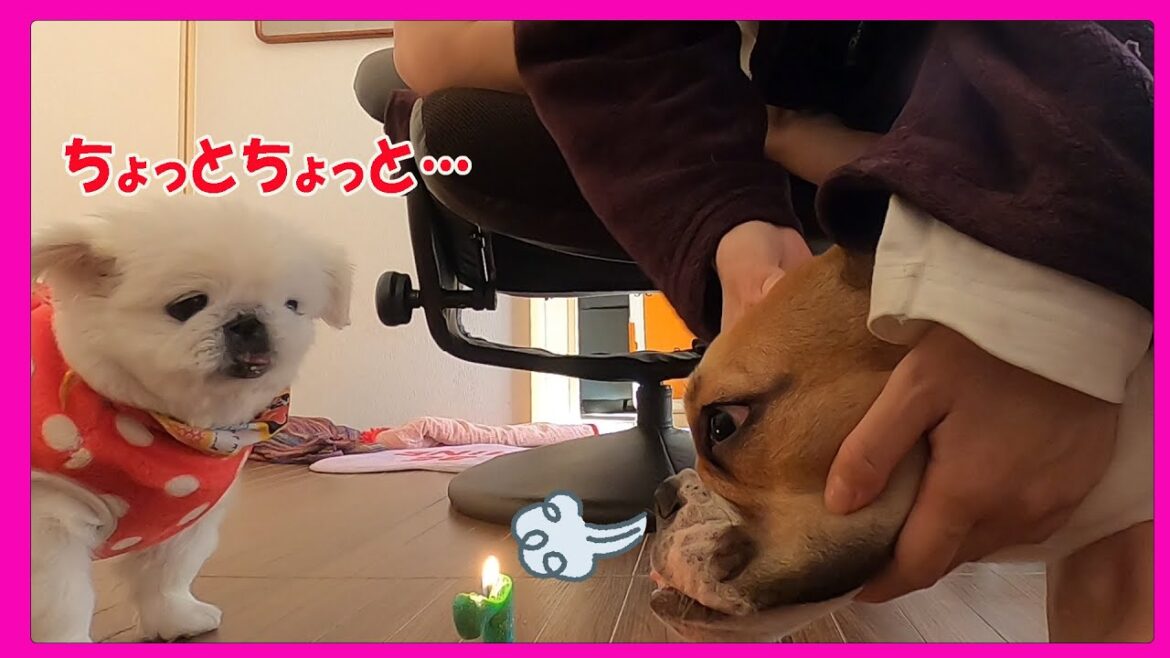 とっ散らかされた【ペキニーズ】梅子７歳バースデーがこちらです…　犯人はもちろん竹子…