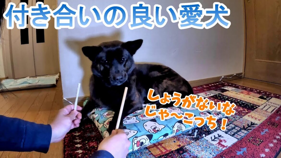 付き合いの良い愛犬-　甲斐犬いち