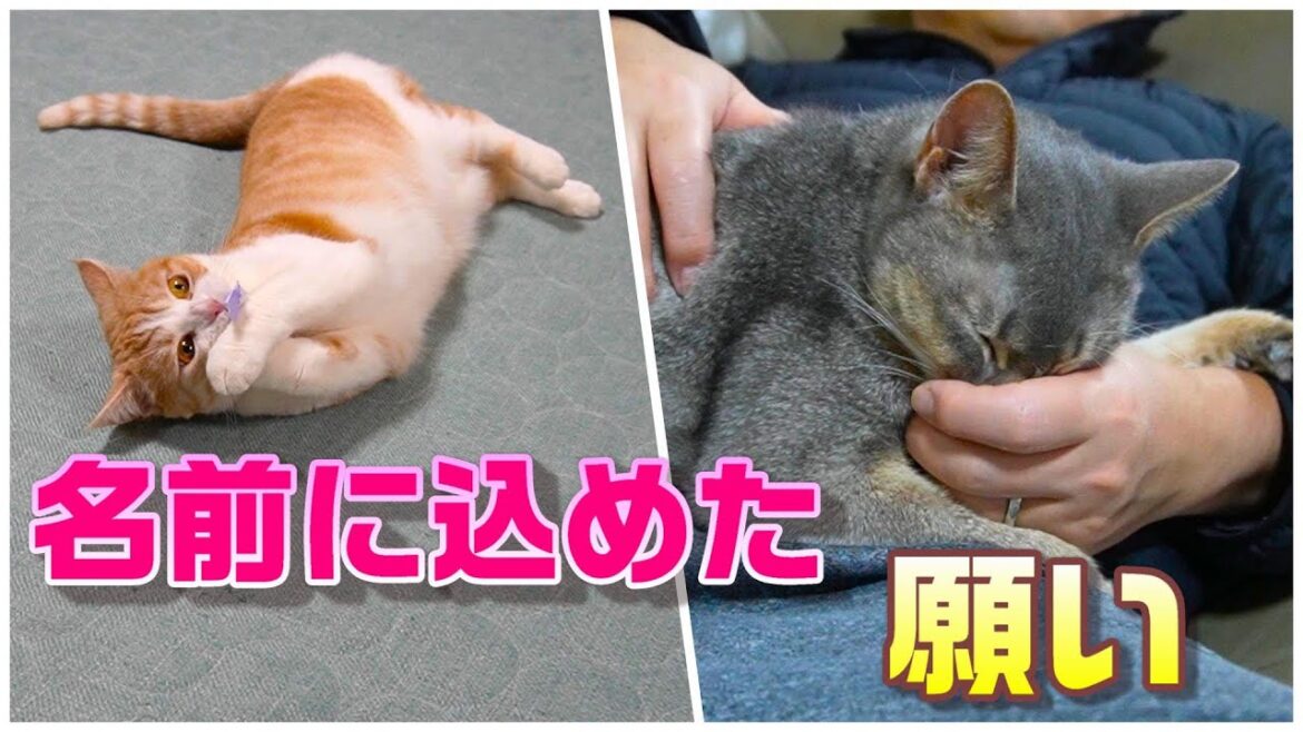 パパが手が好き過ぎる猫【スコティッシュフォールド】【アビシニアン】