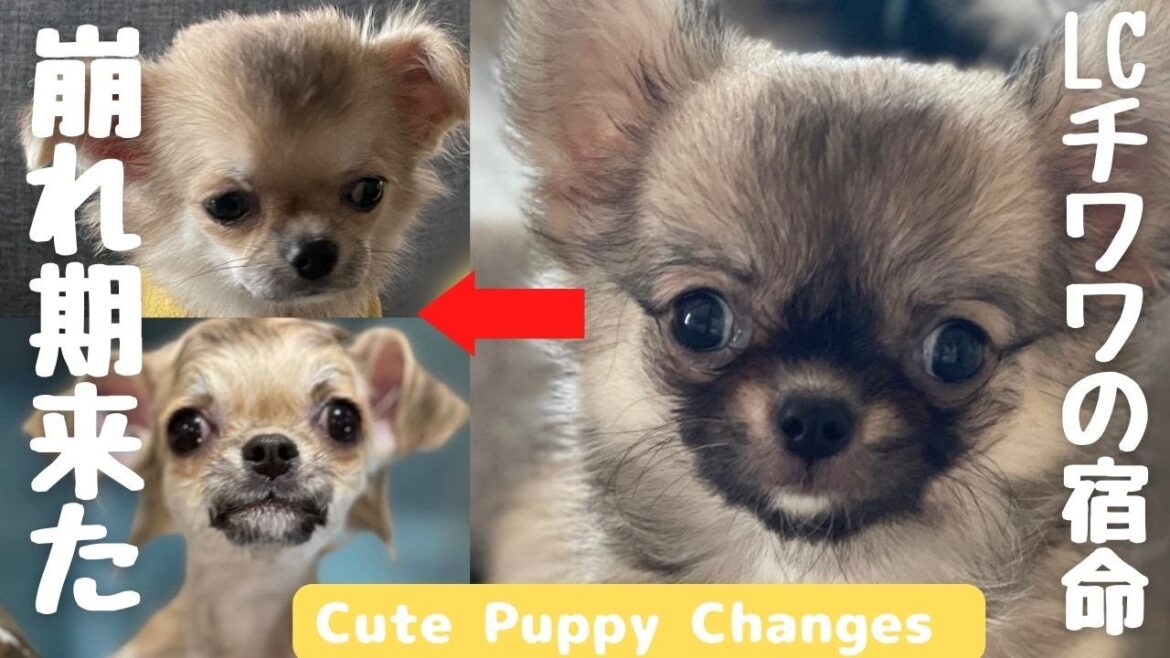 【チワワ崩れ期】生後4ヶ月のロングコートチワワ子犬に崩れ期がやって来ました！