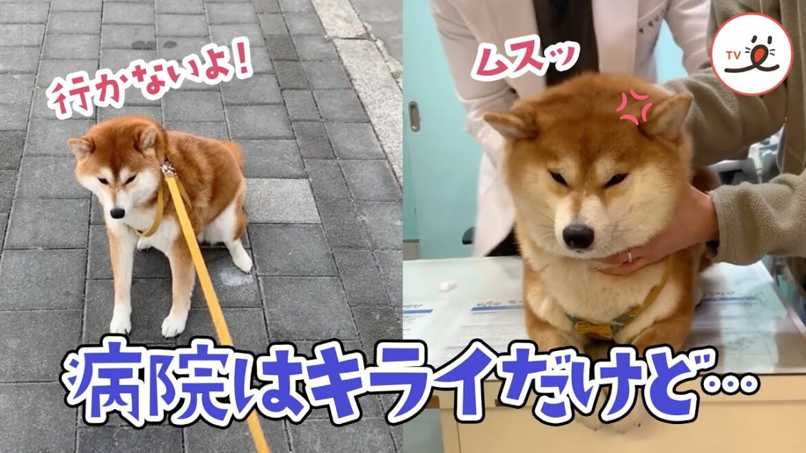 病院はキライだけど、断れない理由もある柴犬さん｜PECO