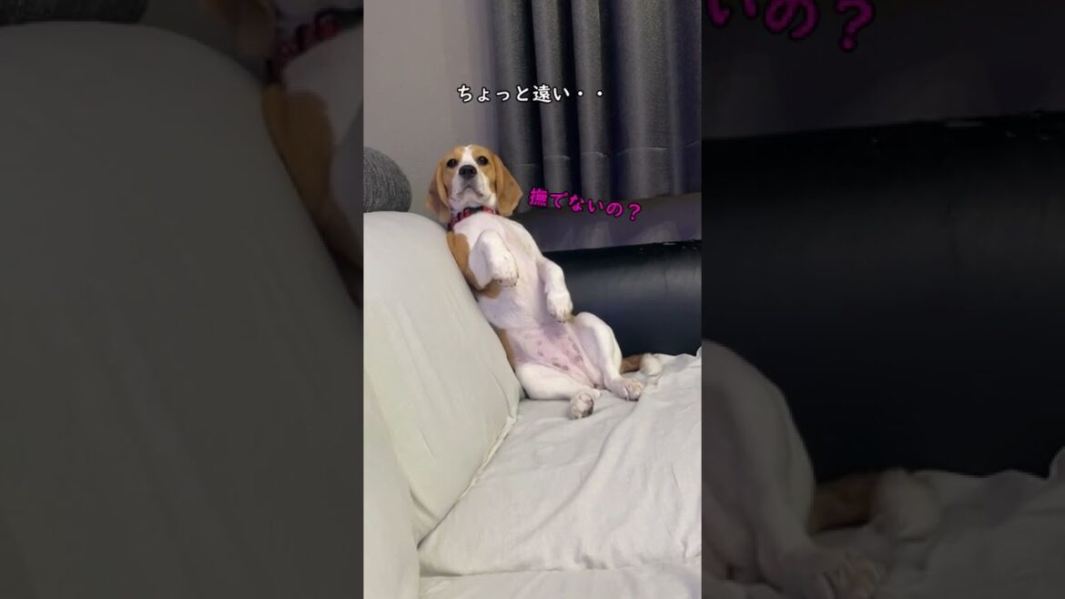 お腹を撫でてポーズが可愛いビーグル　#shorts