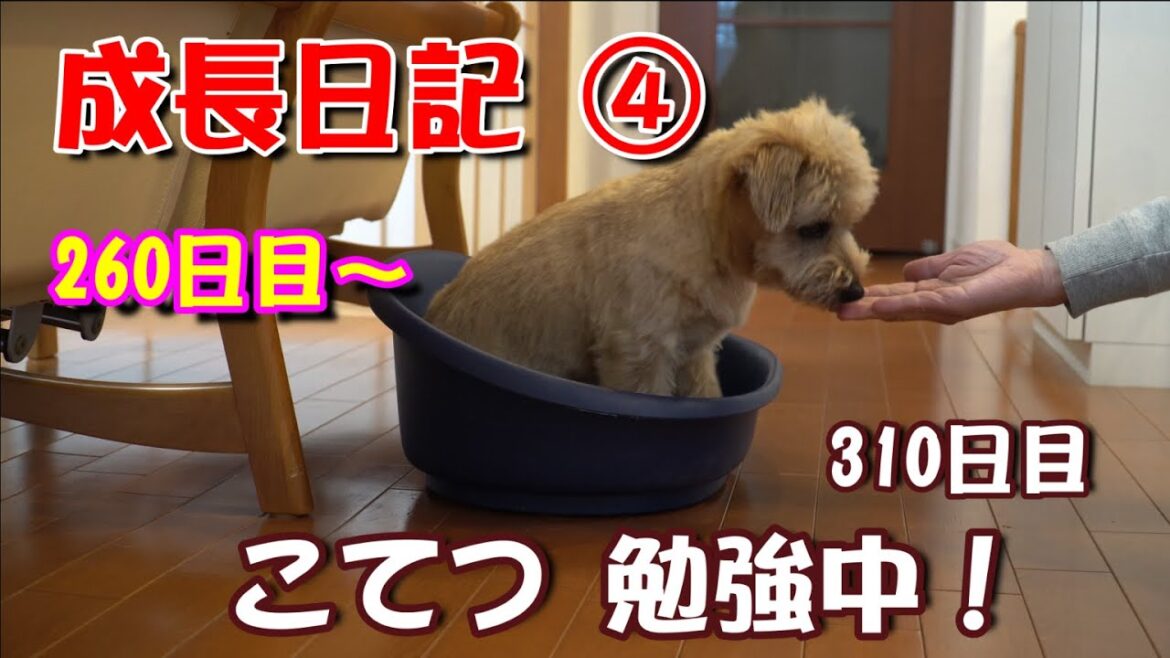 ノーフォークテリア　成長日記④　260日～310日　日々勉強！