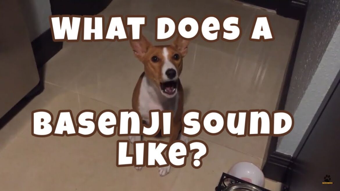 バセンジーはどんな音？