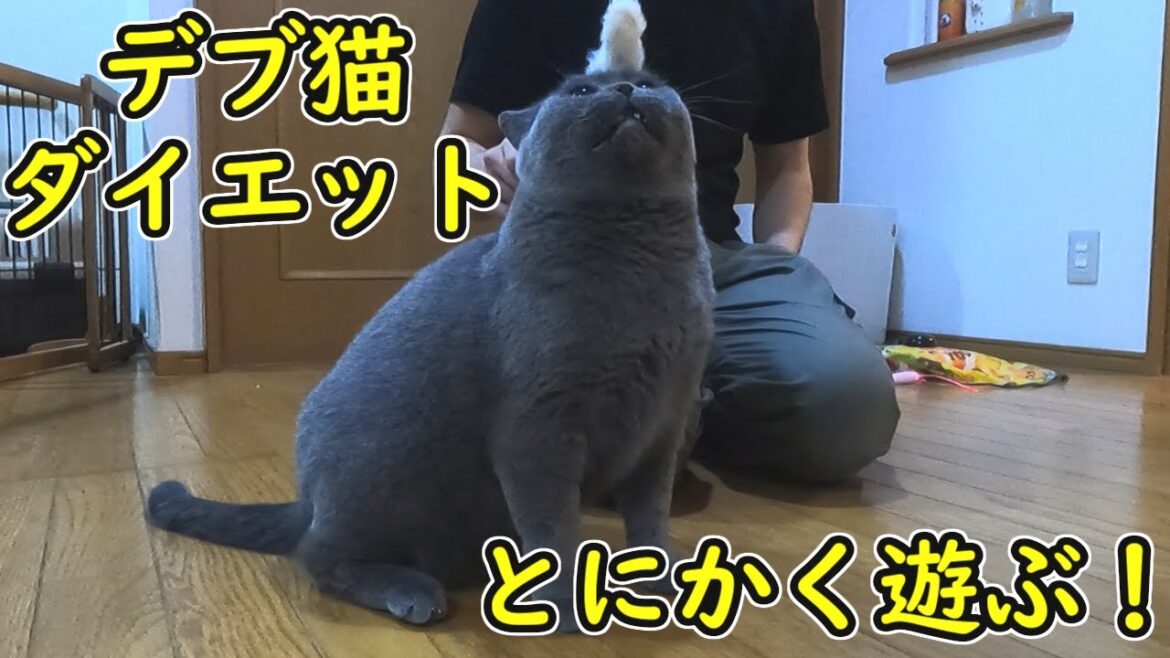 デブ猫と遊んで運動させてみる【ブリティッシュショートヘアー】