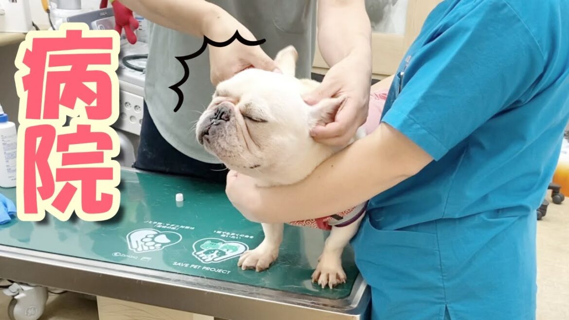 【病院】大嫌いな検査頑張ったよ!!【フレンチブルドッグ frenchbulldog】