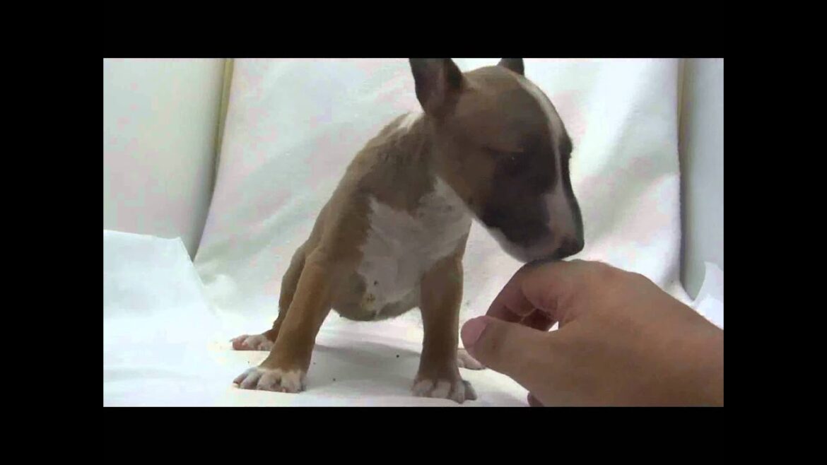 ミニチュアブルテリアの子犬05