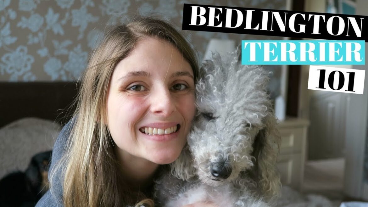 BEDLINGTON TERRIER DOGS 101 – 長所と短所 BEDLINGTON TERRIER DOGS 101 - 長所と短所