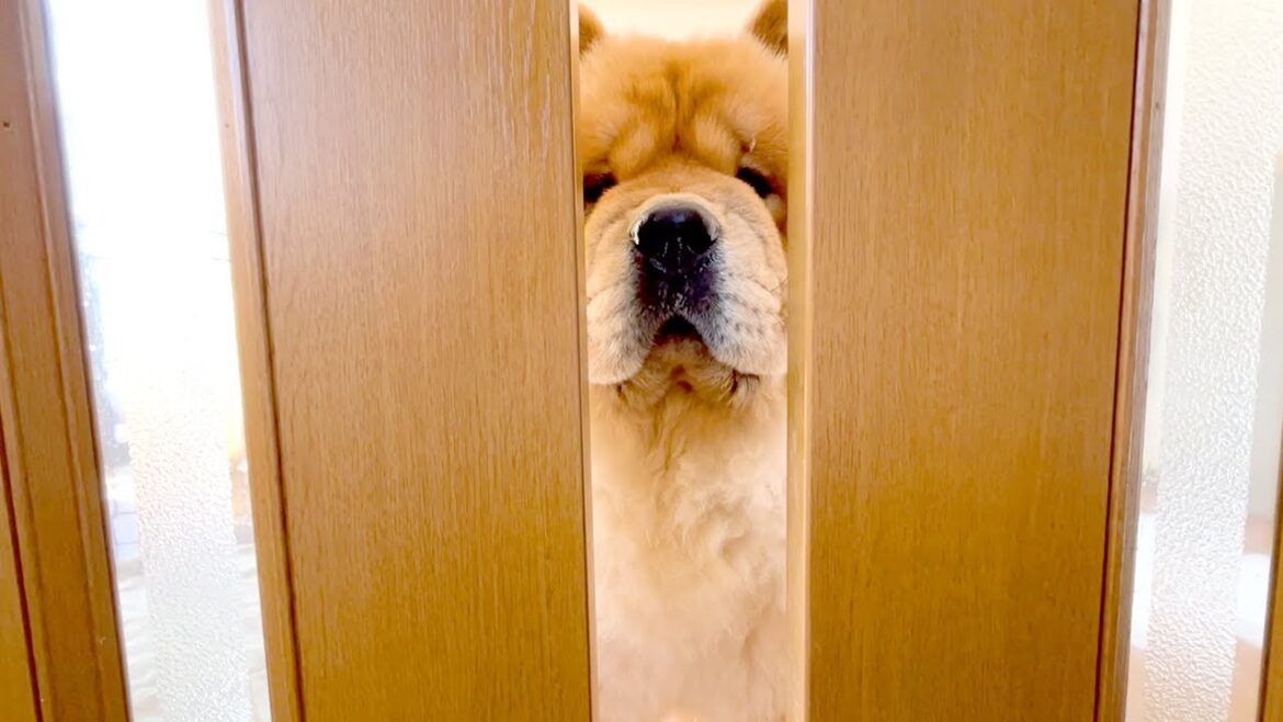 散歩の時間になると飼い主に圧をかけてくるチャウチャウ犬