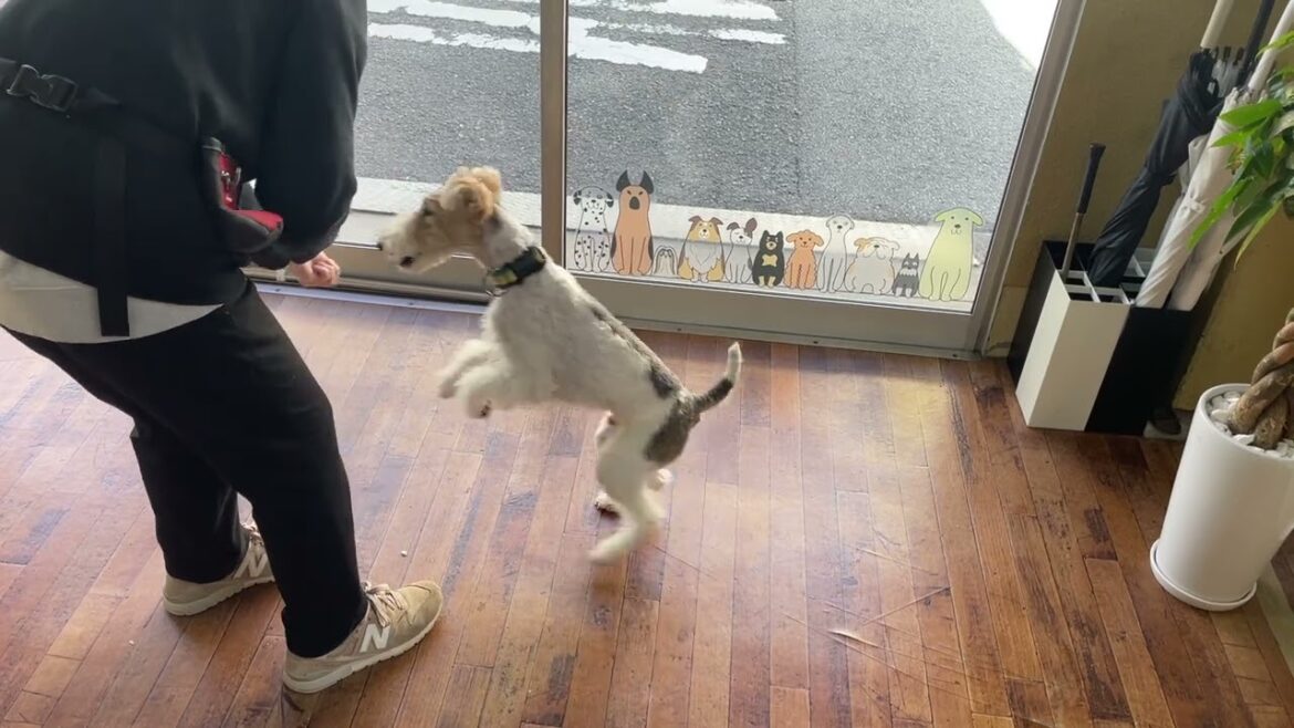 ワイヤーフォックステリアの”ジルくん”と“センター”に挑戦！