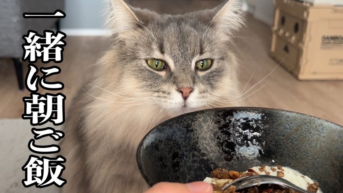 猫にヨーグルトあげてみました。（無糖）ノルウェージャンフォレストキャット
