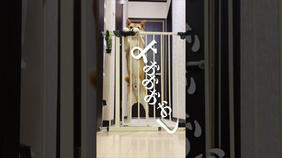 ディフェンスに定評のある柴犬こむぎ