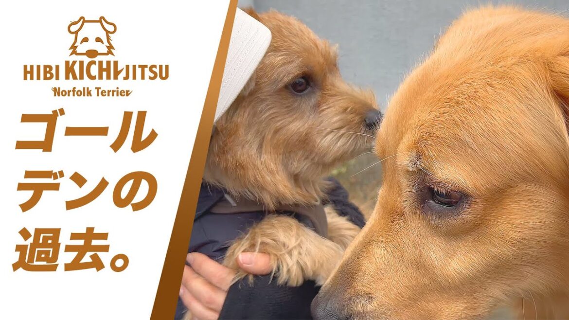 ゴールデンレトリバーのムックくん と愛犬キチ【  norfolkterrier ノーフォークテリア golden 】