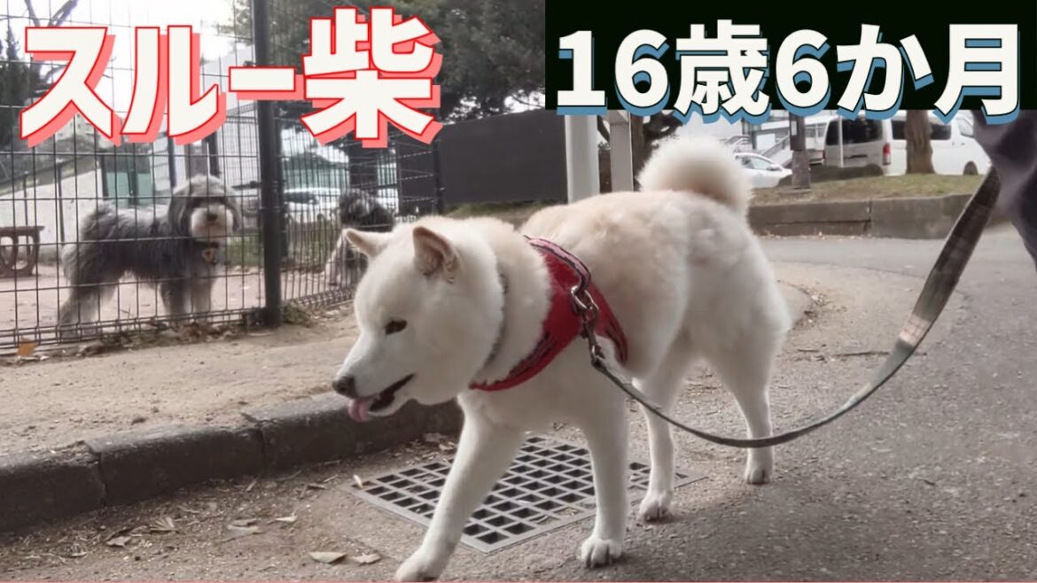 ドッグランのある公園に来てもスルーする柴犬🐕16歳半@駒沢公園