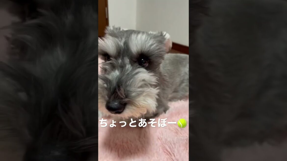 レイくん🦴まったり中❣️ #ミニチュアシュナウザー #short  #BTS #わんこ#いぬ