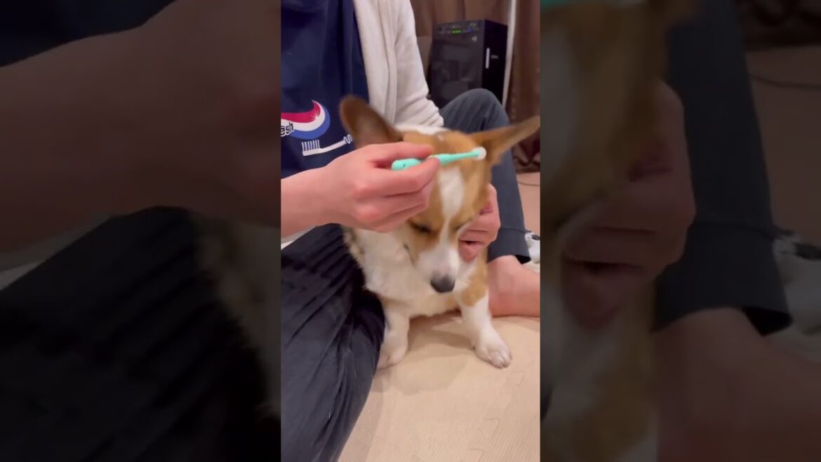 歯ブラシから顔をよけるコーギー(歯磨き苦手だけど頑張る)