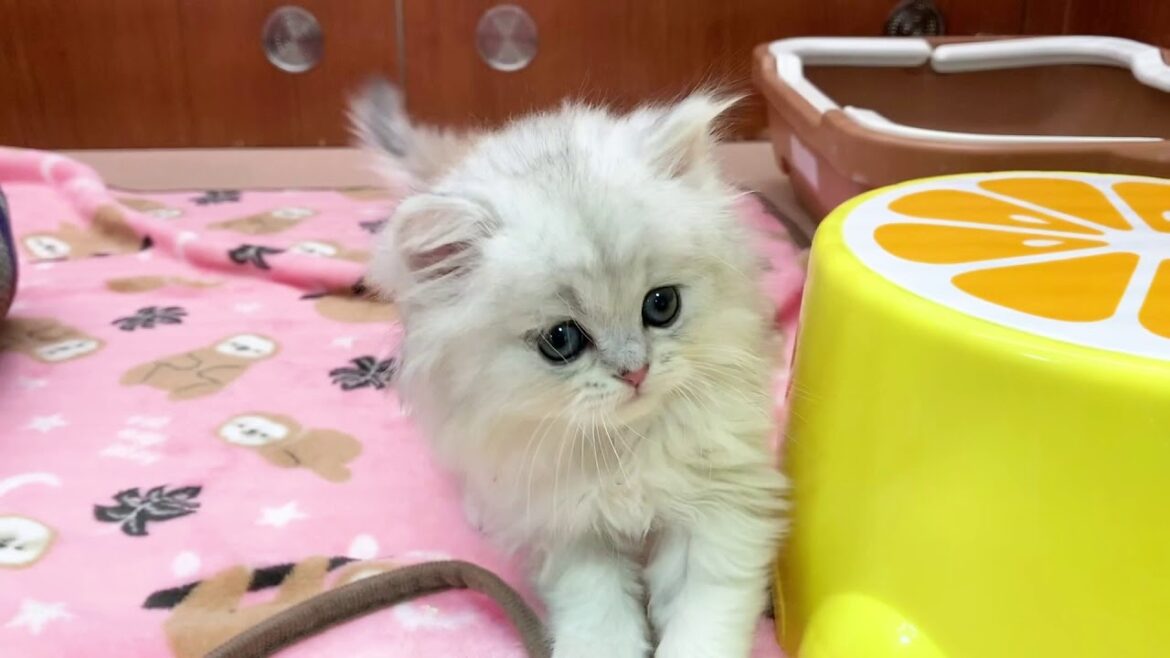 ユアぺティア平塚店 - ペルシャ 男の子 2020/1/17