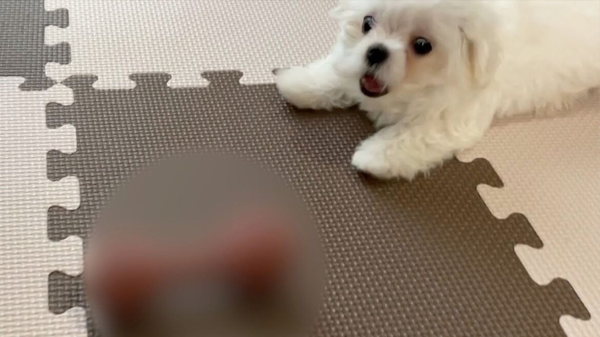第2の刺客に激おこなマルチーズの子犬はこちらです【生後3ヶ月】