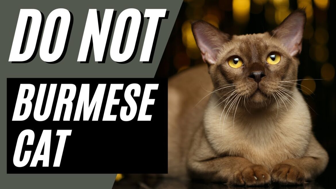バーミーズ猫を飼ってはいけない7つの理由