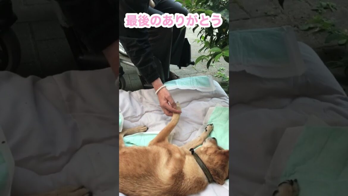 障害者のパパと柴犬ももの最後のお別れ#Shorts
