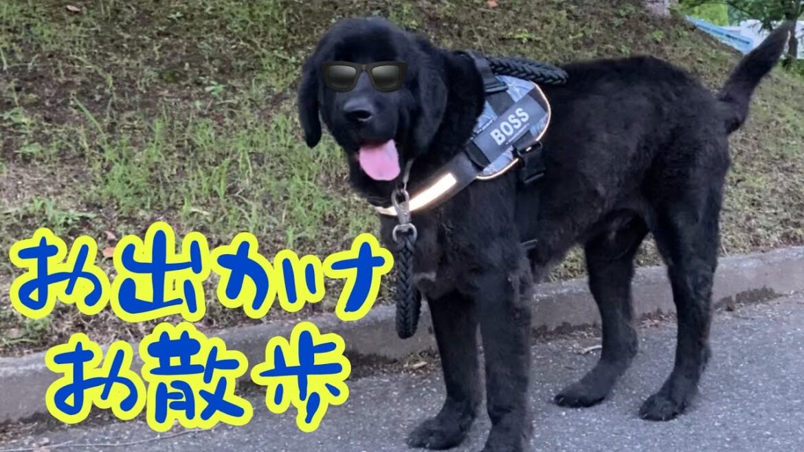 [超大型犬][ニューファンドランドボス君 ][グレートデーンクィーンちゃん]お出かけドライブ🚗 ³₃ お散歩 [渡辺ボス]大型犬 多頭飼育