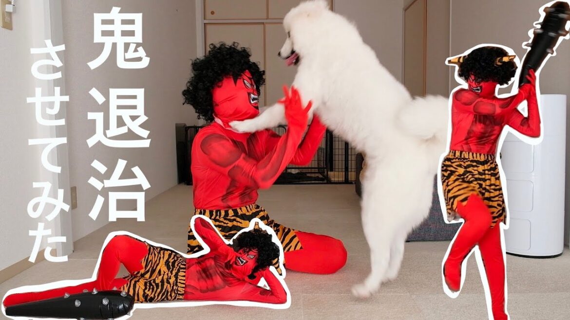 節分なので、犬に鬼退治させてみました【サモエド】