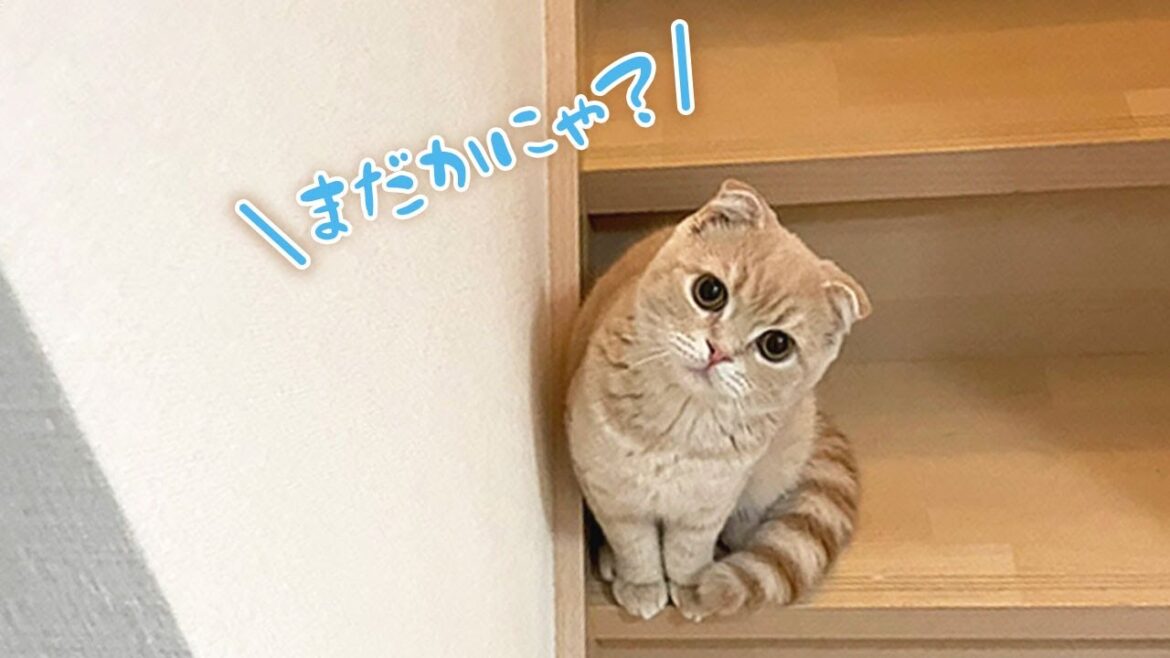 飼い主が寝るまで待っててくれる子猫【スコティッシュフォールド】