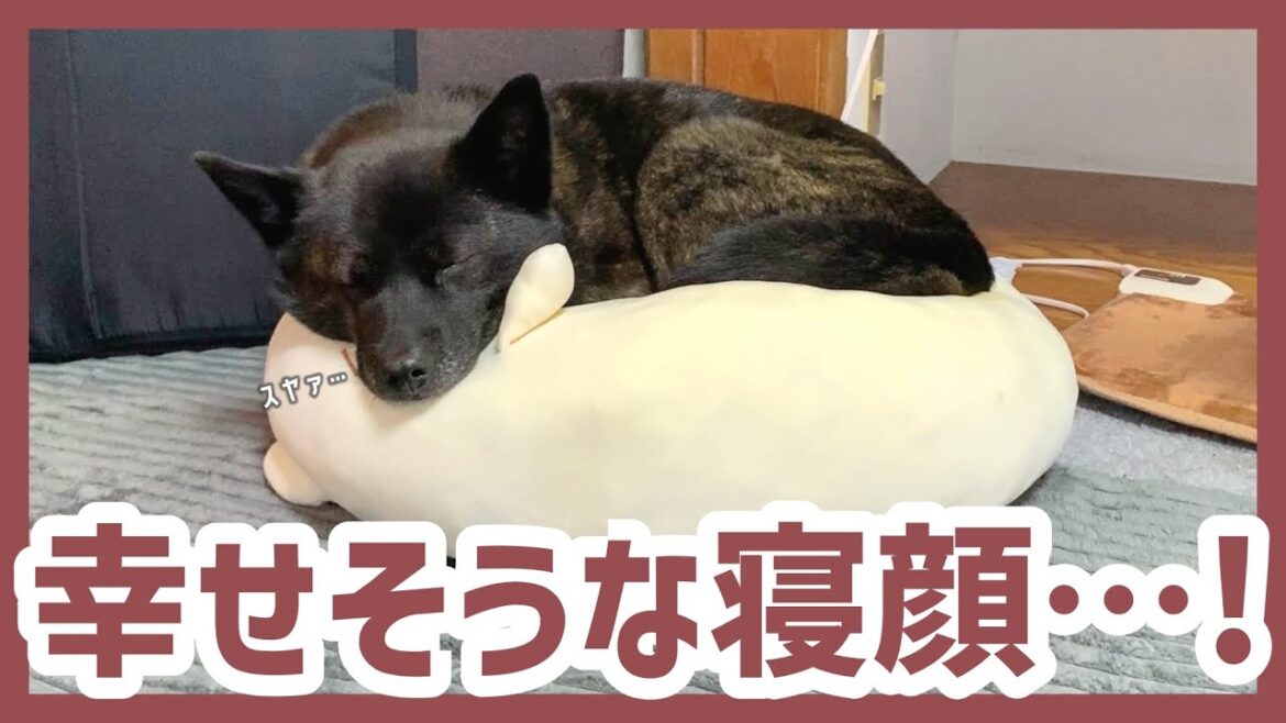 【甲斐犬】もちもちクッションの上に器用に丸まって眠る姿に癒しが止まりません…！