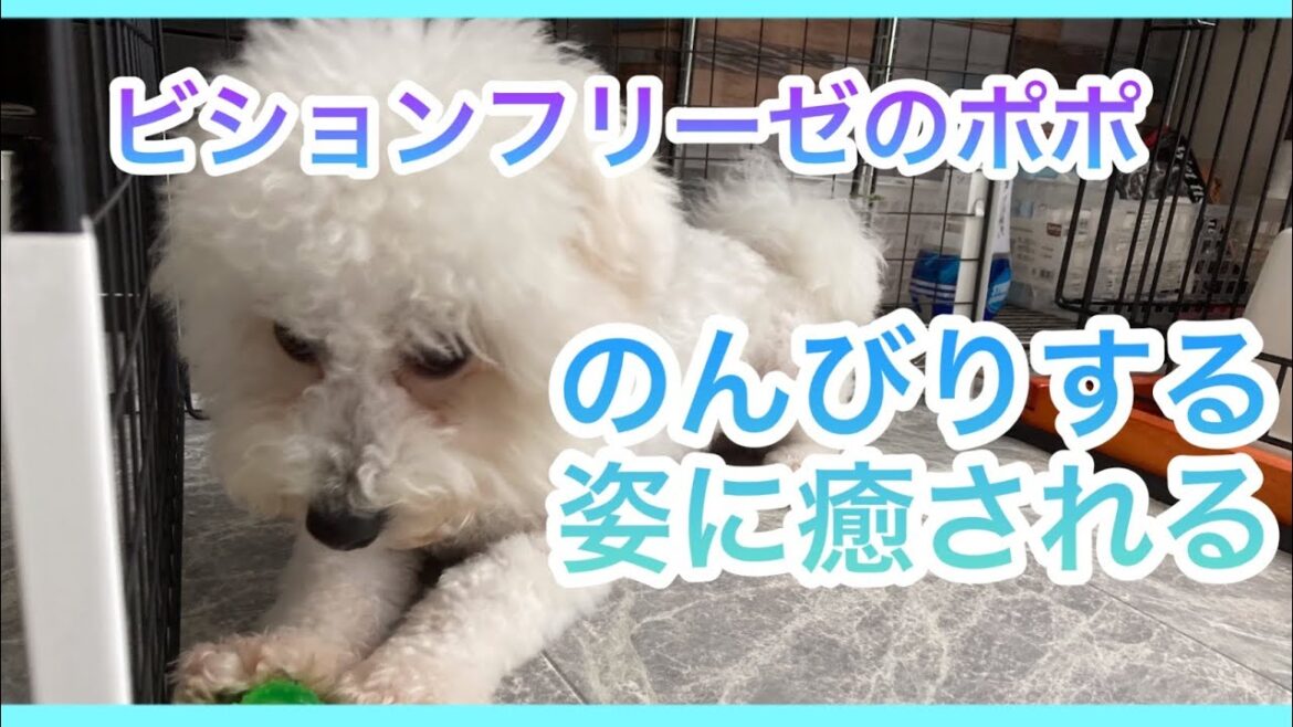 [ビション・フリーゼのポポ] のんびり過ごすのが大好きな犬