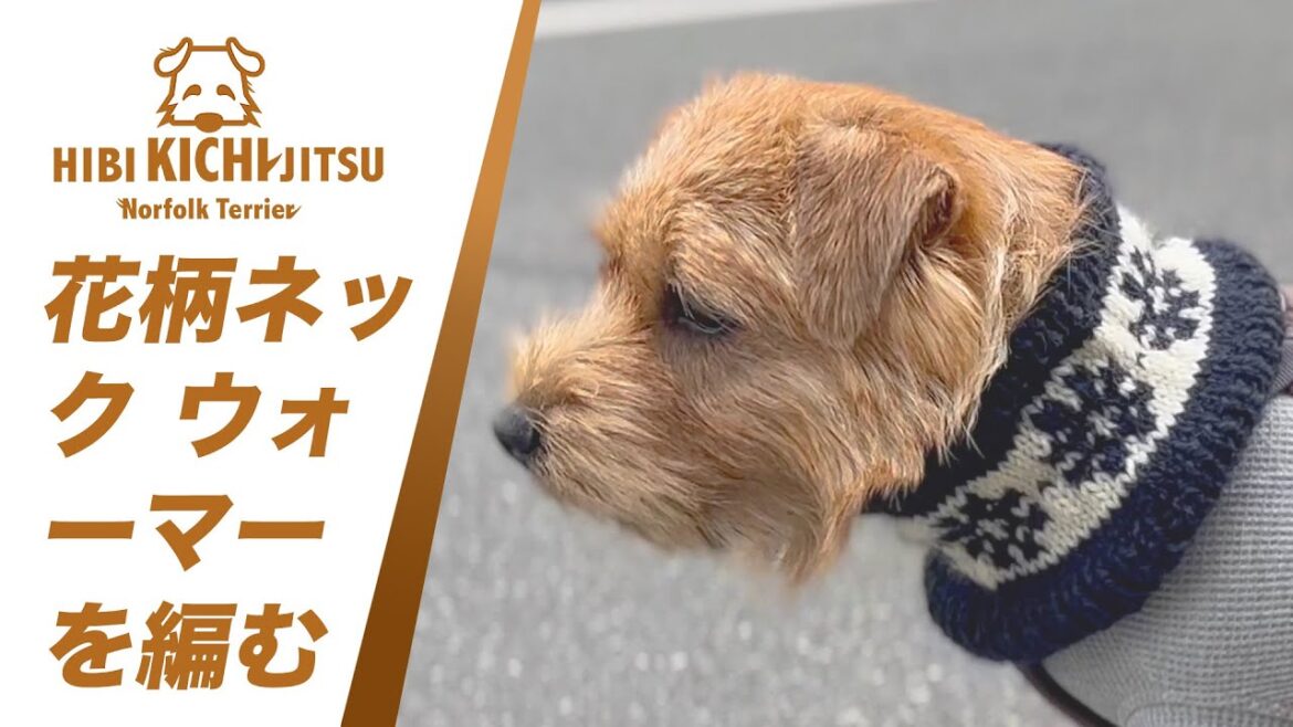 愛犬キチの北欧風花柄スヌードを編む【 nitting  ノーフォークテリア norfolkterrier 】