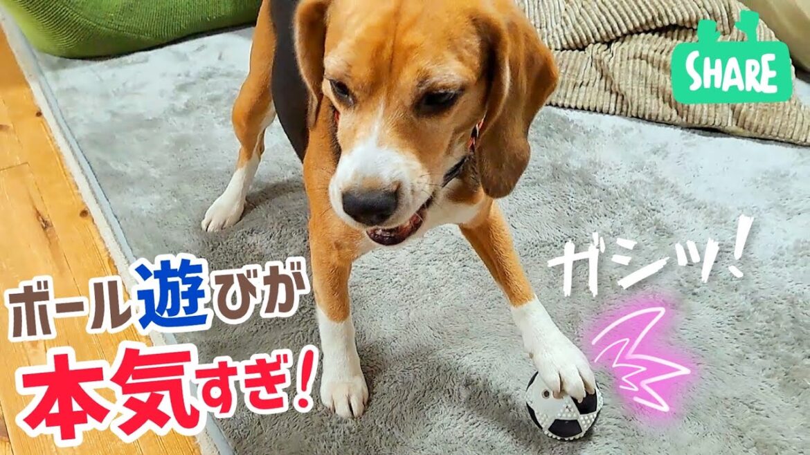 ビーグル犬とサッカー　止められない球はない！