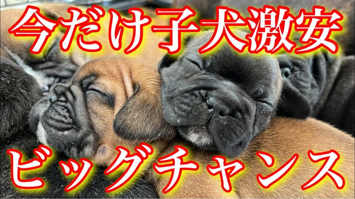 今だけフレンチブルドッグの子犬を激安で販売します【フレブル専門ドッグブリーダー】
