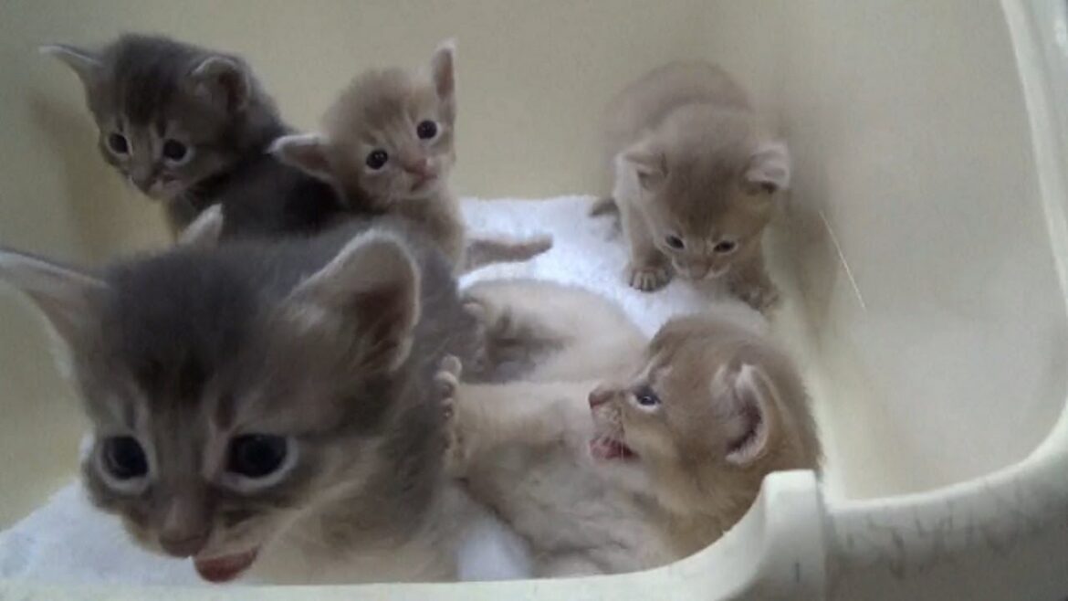 [ソマリ]　離乳食が始まりました
