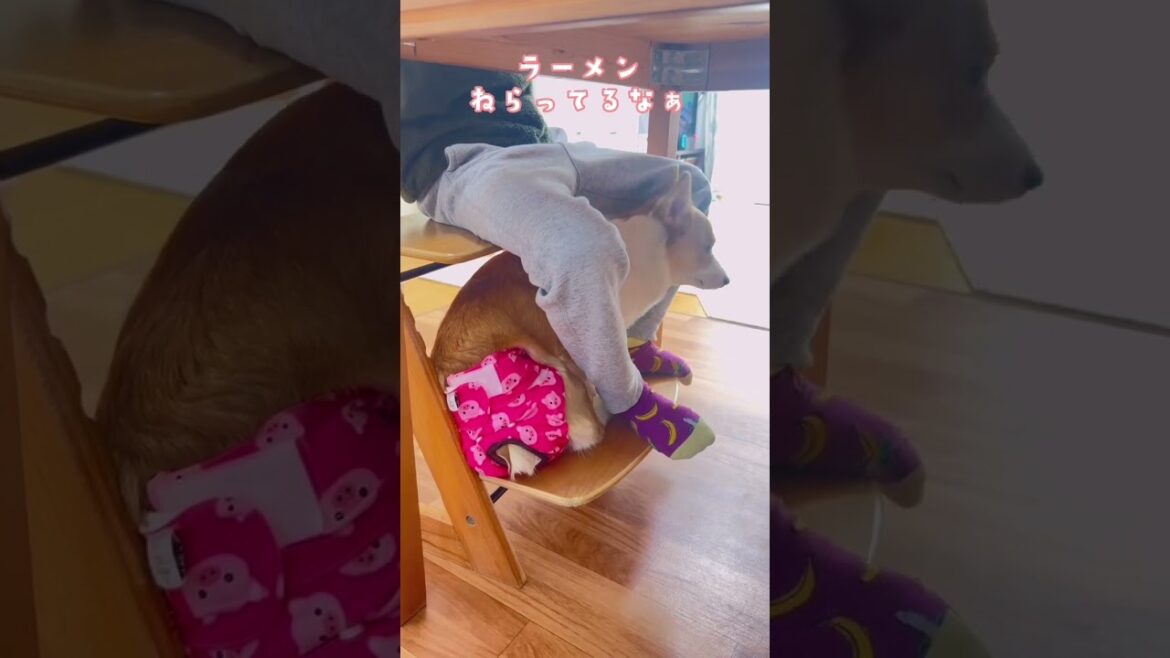 コーギー食欲の執念はすごい