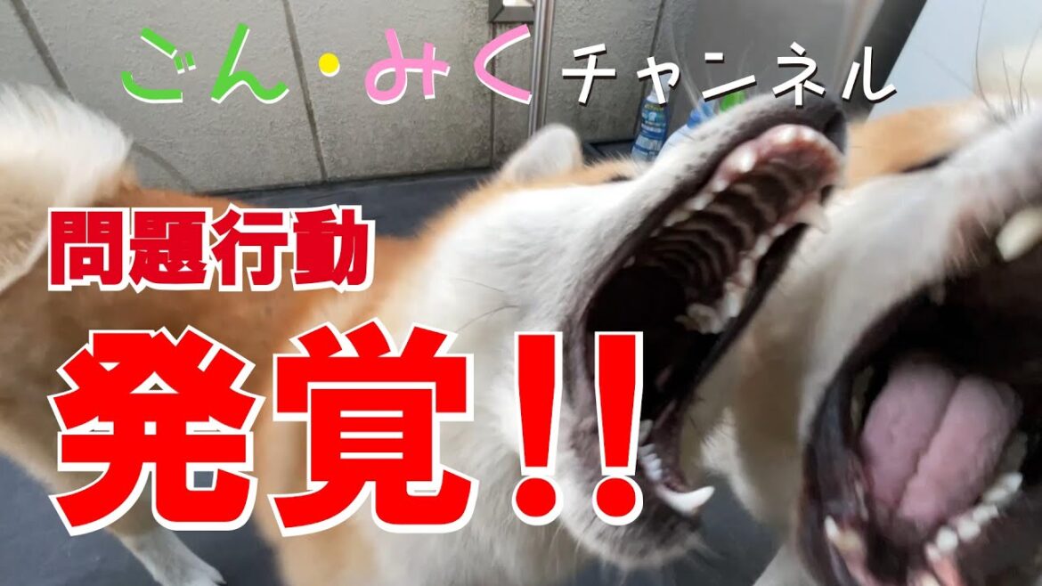 みくるの問題行動 発覚‼ 秋田犬【ごん・みく チャンネル】2023/02/02 みくるの問題行動 発覚‼ 秋田犬【ごん・みく チャンネル】2023/02/02